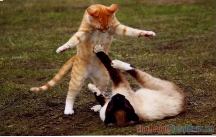 meme mèo đánh lộn meme mèo đánh lộn Tom