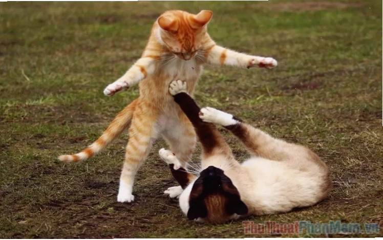 meme mèo đánh lộn meme mèo đánh lộn Tom