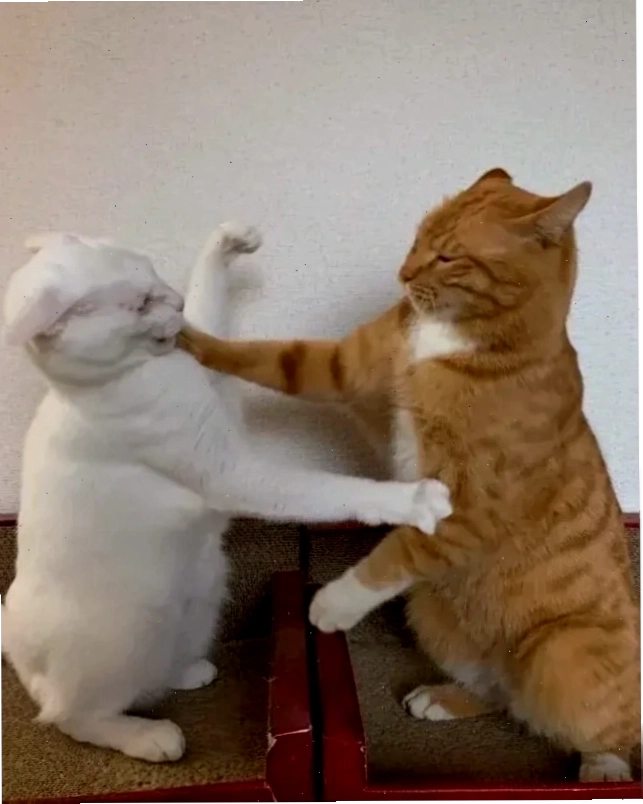 meme mèo đánh lộn meme mèo đánh lộn tư thế bóp cổ