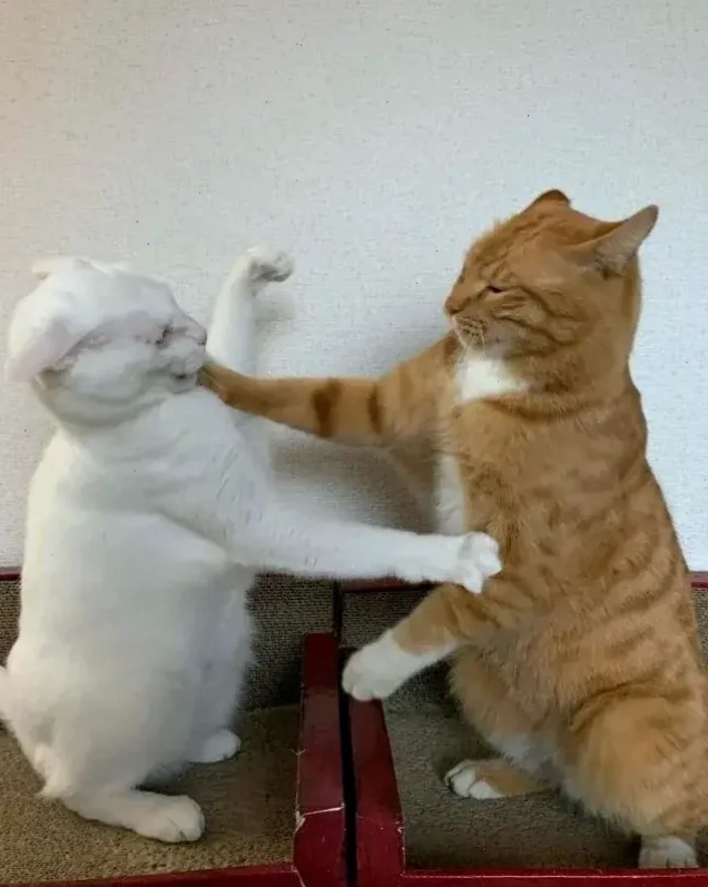 meme mèo đánh lộn meme mèo đánh lộn tư thế bóp cổ