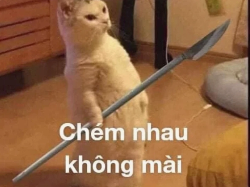meme mèo đánh lộn meme mèo đánh lộn tư thế chiến