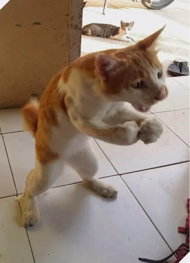 meme mèo đánh lộn meme mèo đánh lộn vỗ đầu