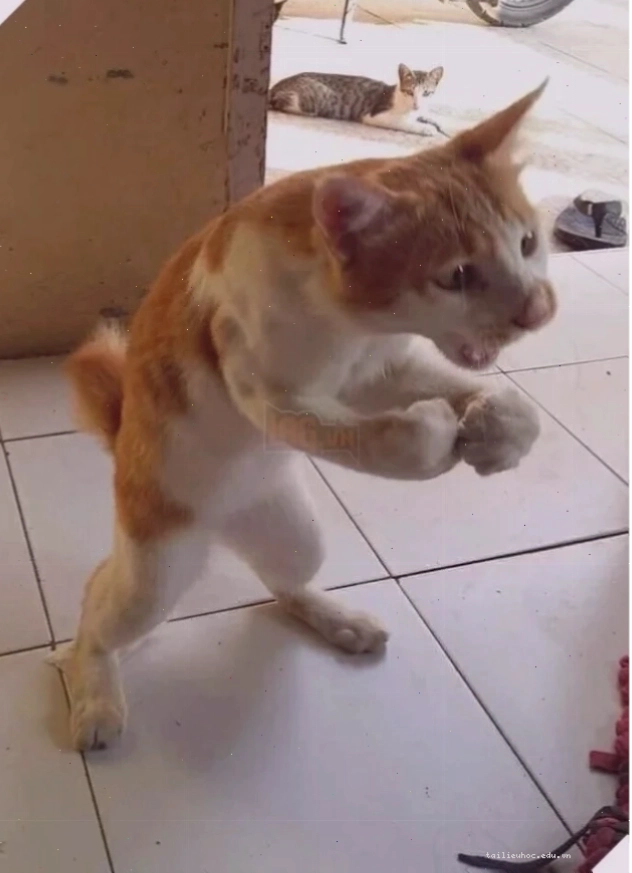 meme mèo đánh lộn meme mèo đánh lộn vỗ đầu
