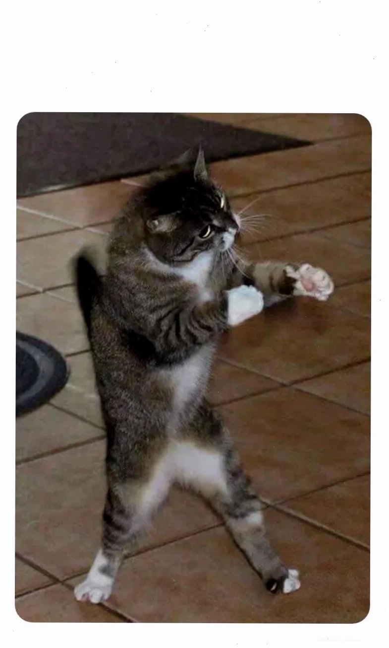 meme mèo đánh lộn meme mèo đánh lộn với chó