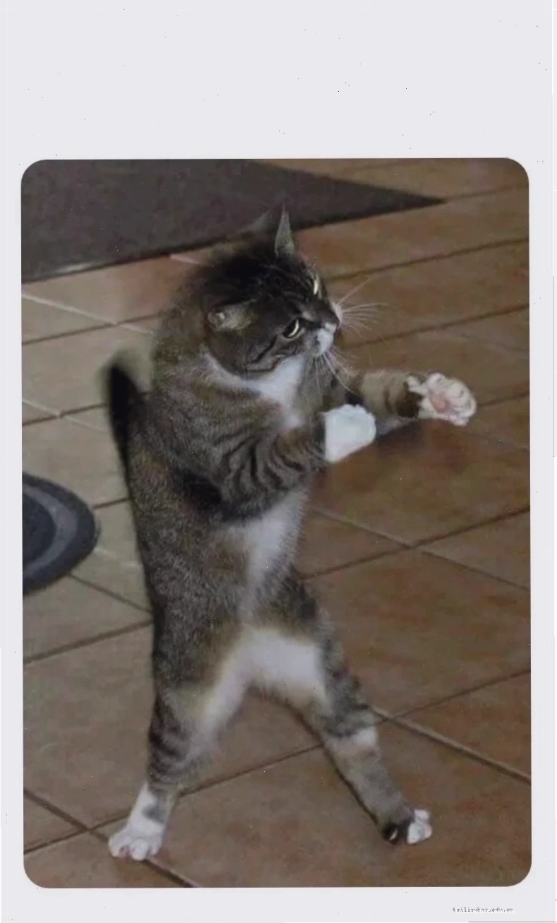 meme mèo đánh lộn meme mèo đánh lộn với chó