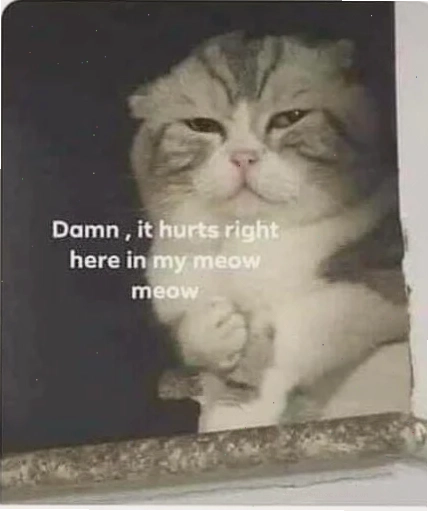 meme mèo đau ở đây này của chú mèo Leo
