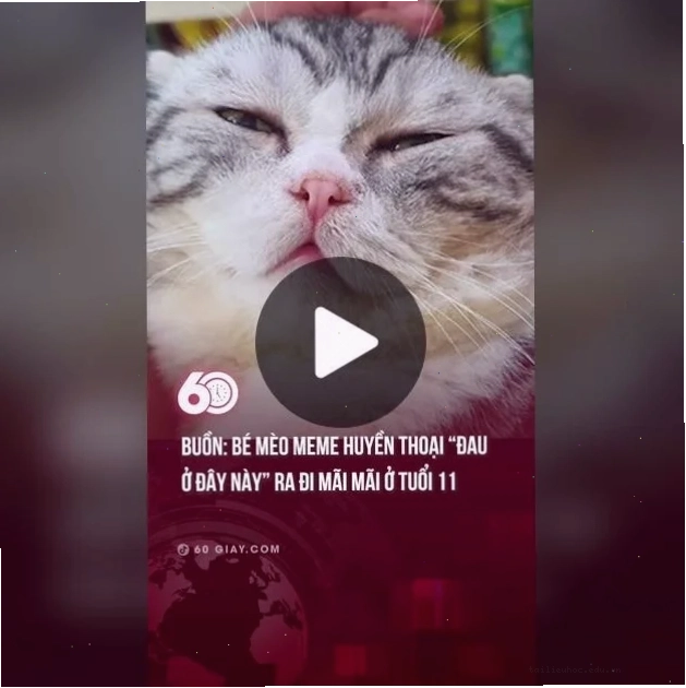 meme mèo đau ở đây này dấu ấn