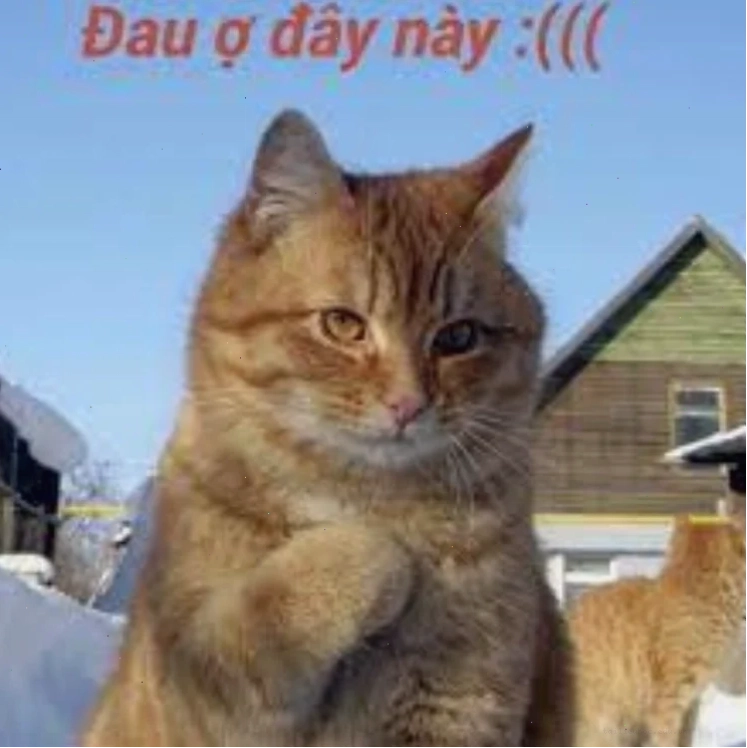 meme mèo đau ở đây này được chia sẻ rộng rãi