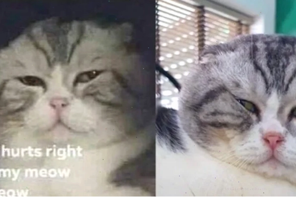meme mèo đau ở đây này ghi lại kỷ niệm