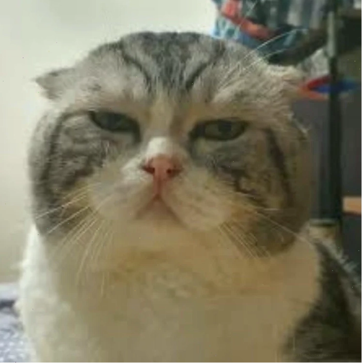 meme mèo đau ở đây này kỷ niệm cuối cùng