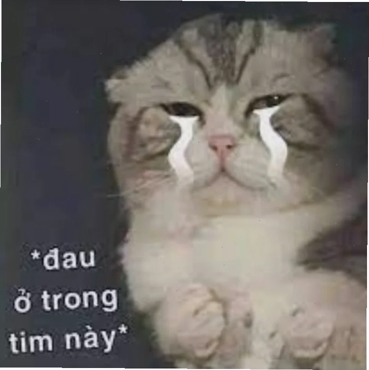 meme mèo đau ở đây này lan tỏa khắp thế giới