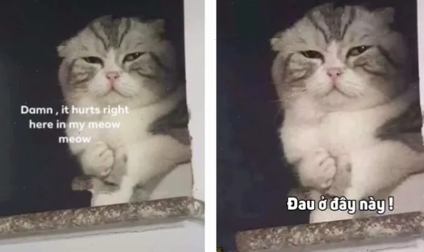 meme mèo đau ở đây này lan tỏa yêu thương