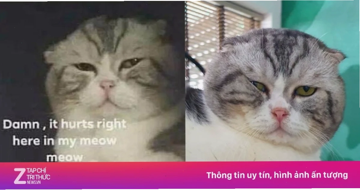 meme mèo đau ở đây này lòng tin