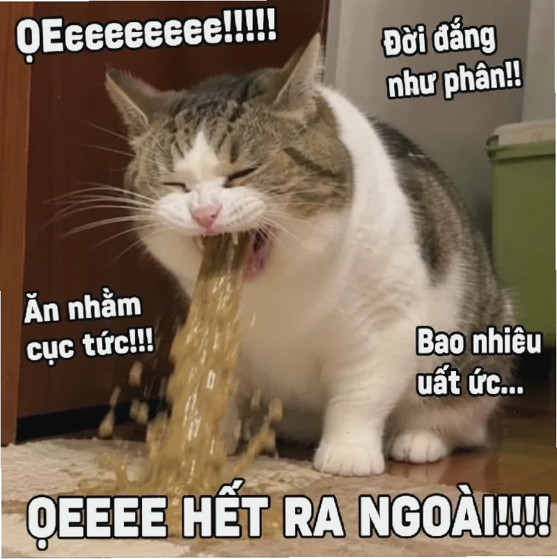 meme mèo đau ở đây này nụ cười