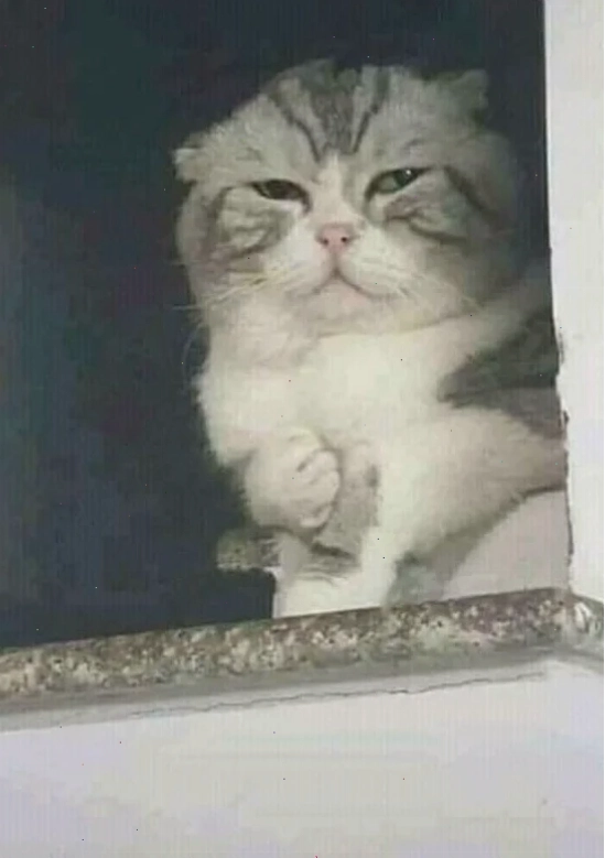 meme mèo đau ở đây này phiên bản tiếng Anh