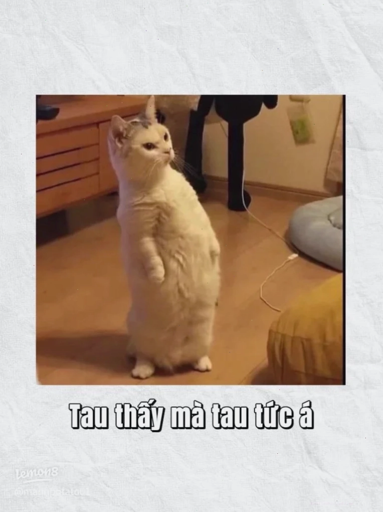 meme mèo đau ở đây này sự ra đi