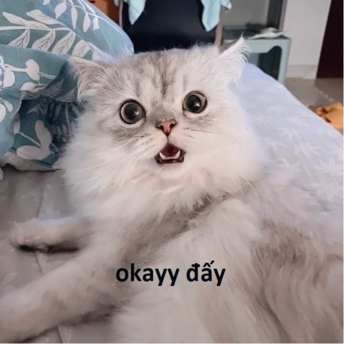 meme mèo đau ở đây này tình bạn