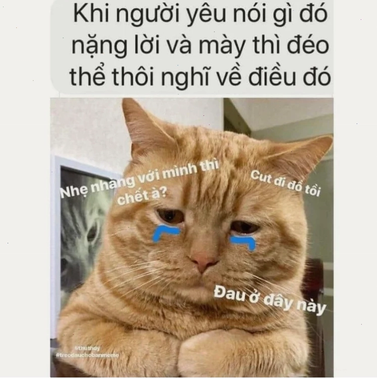 meme mèo đau ở đây này trong các diễn đàn