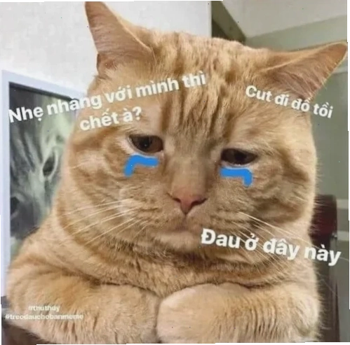 meme mèo đau ở đây này và những hình ảnh đẹp