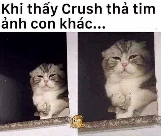 meme mèo đau ở đây này và nụ cười của mọi người