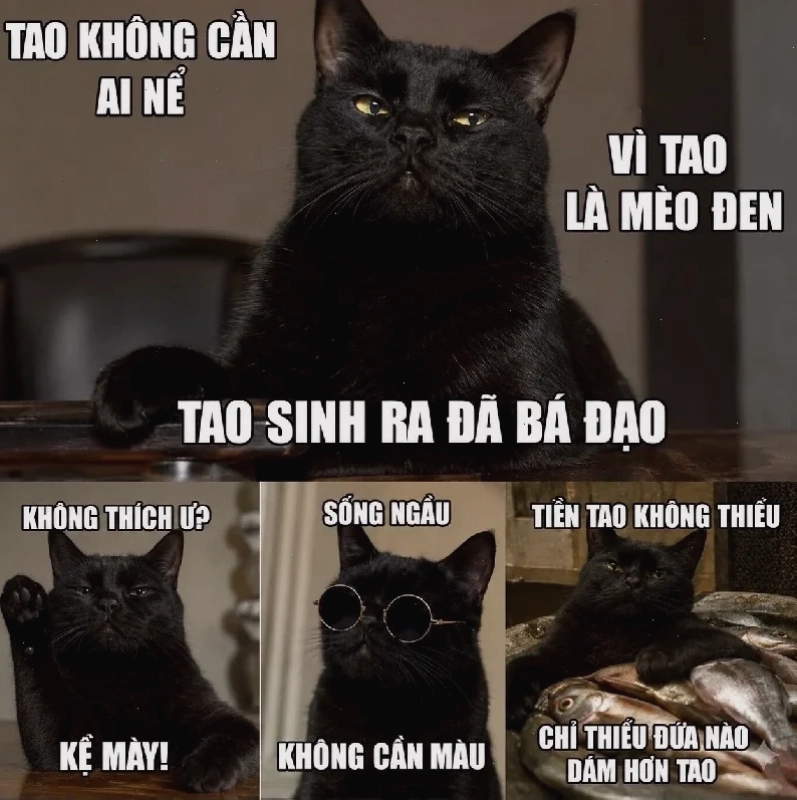 Mèo đen tức giận meme mèo đen