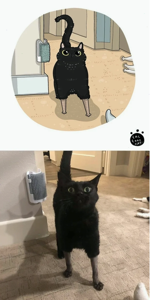 Mèo đen ngồi người meme mèo đen