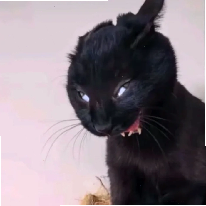Mèo đen mlem meme mèo đen