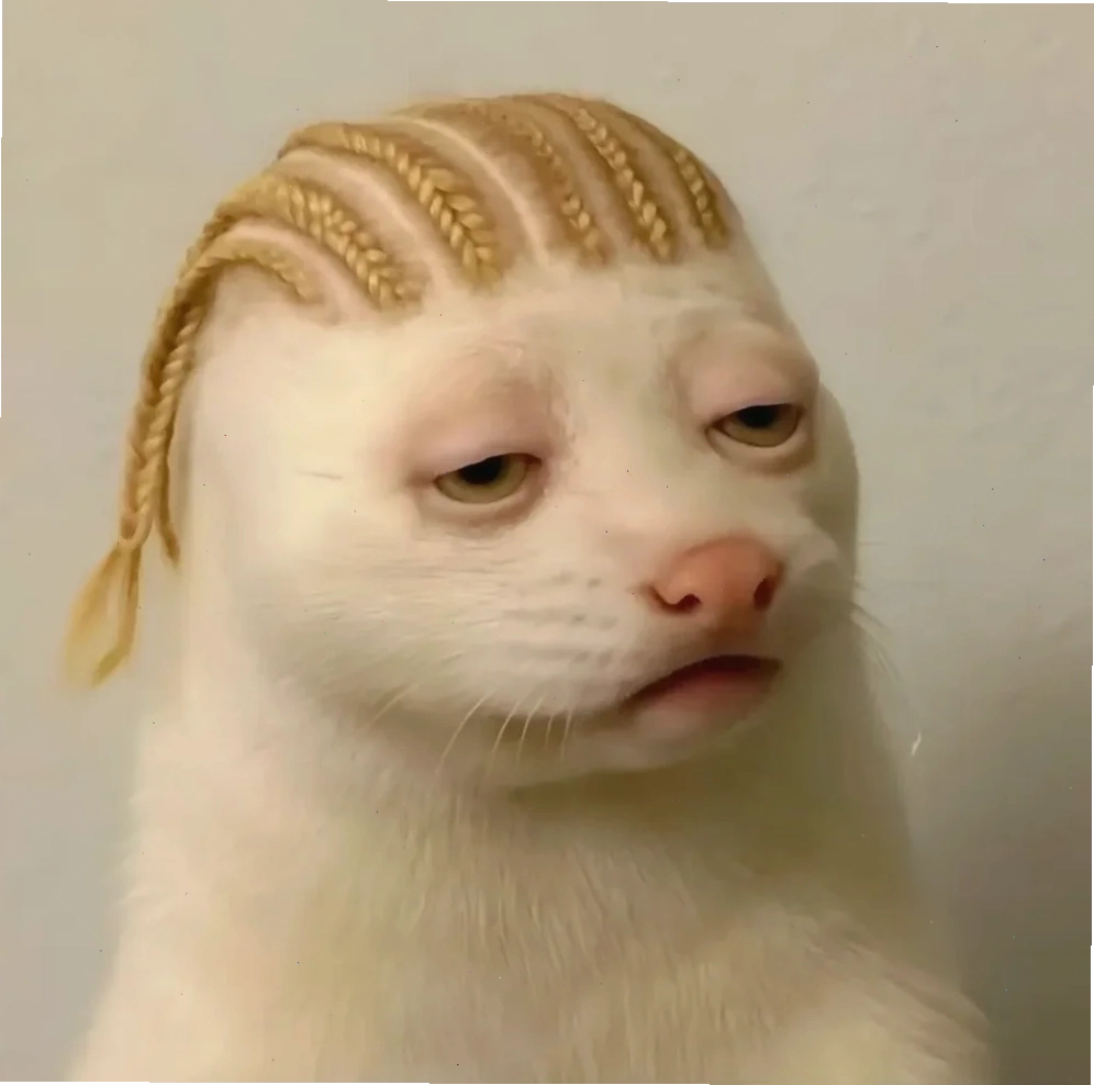 Mèo đen deadline meme mèo đen