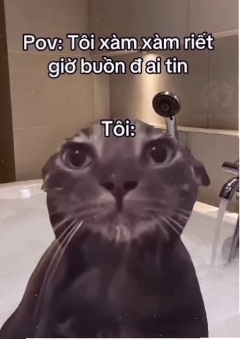 Mèo đen mặt ngơ ngác meme mèo đen hài hước