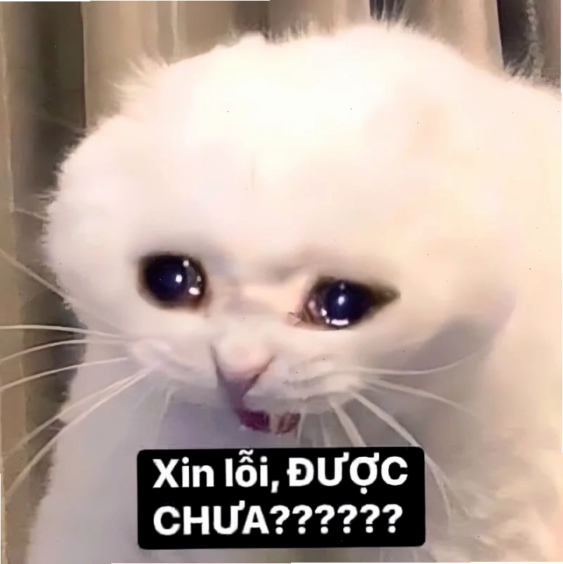 meme mèo meme mèo dỗ người yêu