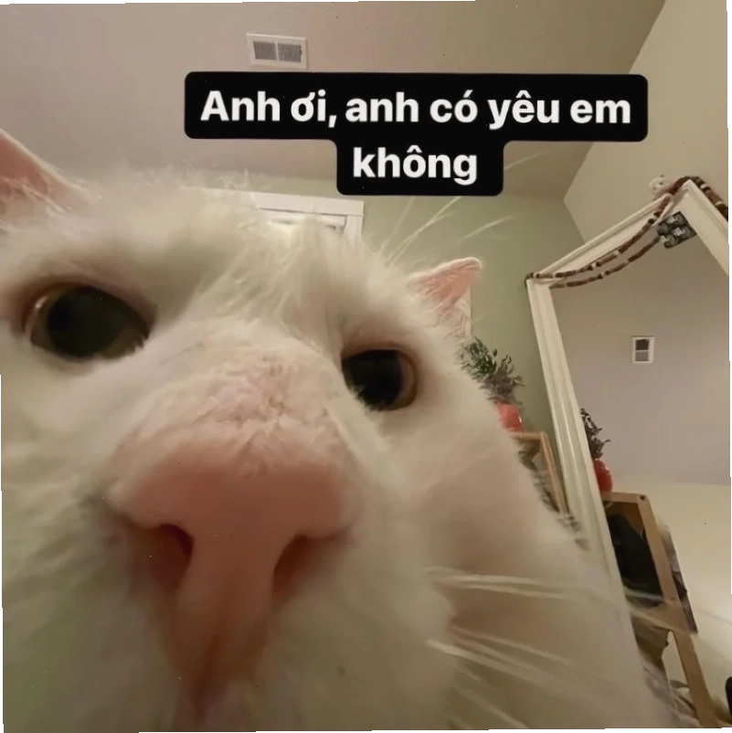 meme mèo béo meme mèo dỗ người yêu