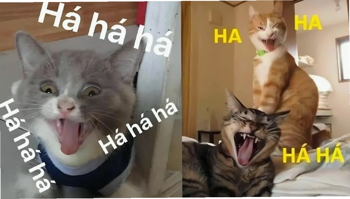 Mèo nghịch ngợm meme mèo hạnh phúc chơi đùa