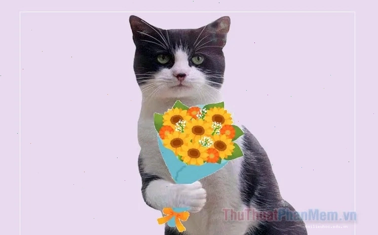 Mèo ngủ ngon meme mèo hạnh phúc đi ngủ