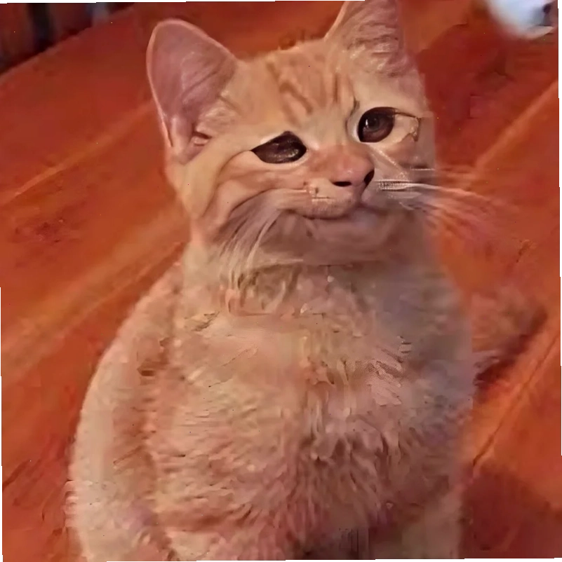 Mèo đuổi bắt meme mèo hạnh phúc đuổi bóng