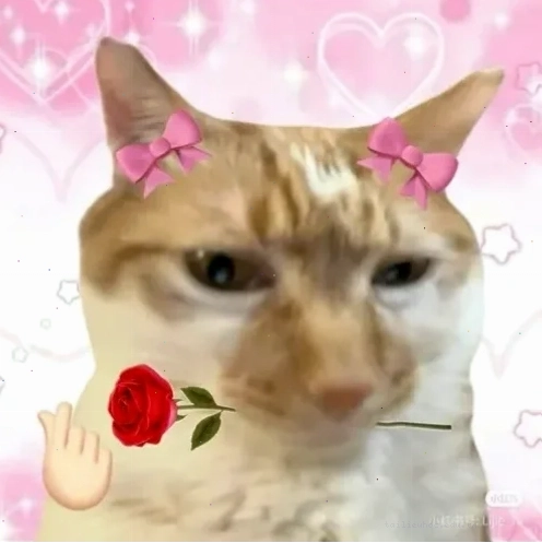 Mèo cười tươi meme mèo hạnh phúc khoe răng