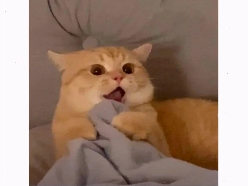 Mèo nhảy meme mèo hạnh phúc nhảy cao