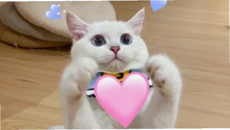 Mèo năng động meme mèo hạnh phúc nhảy múa