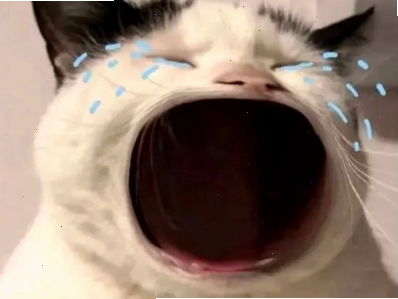 Mèo ngạc nhiên meme mèo hạnh phúc nhìn trần