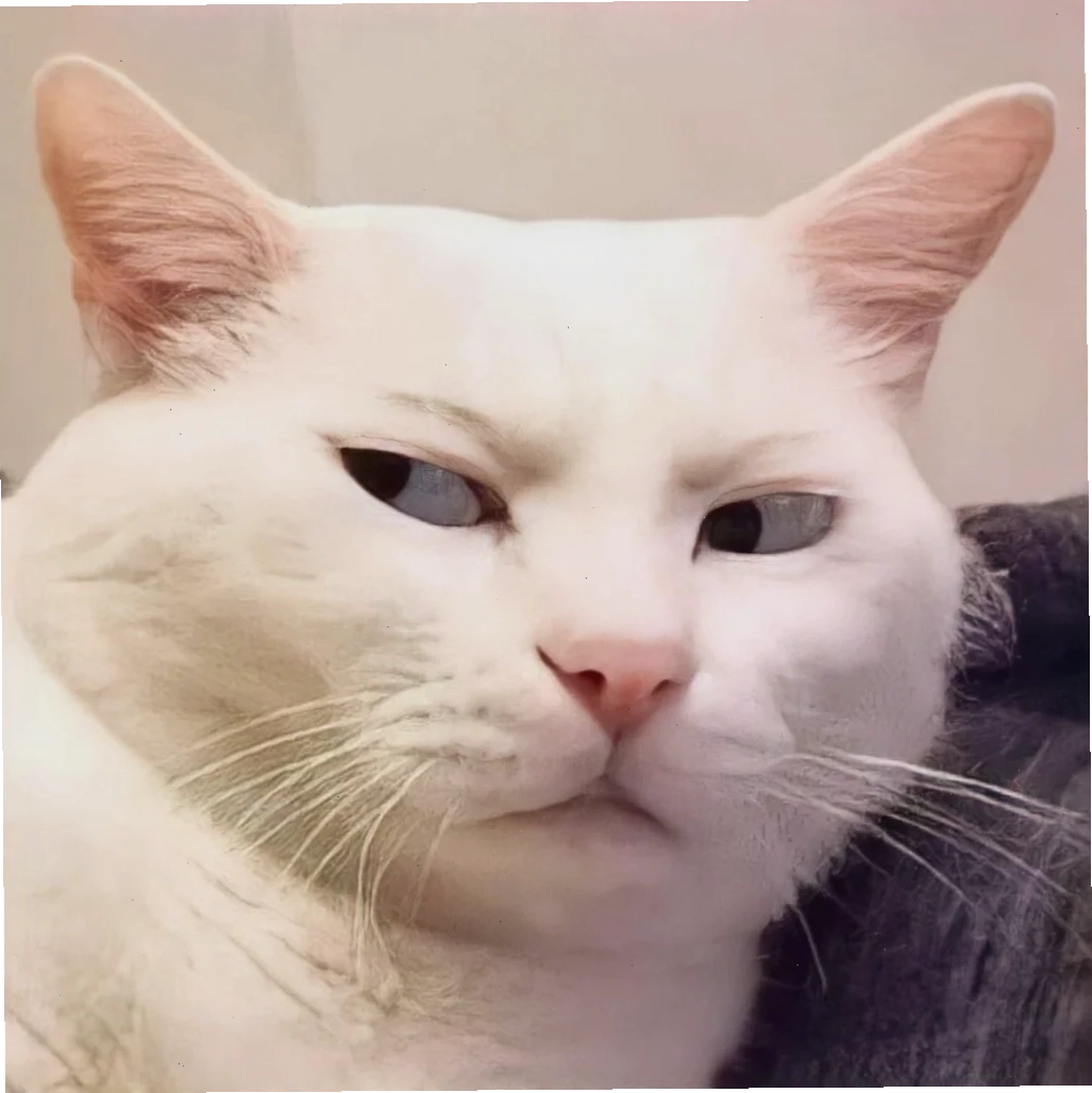 Mèo ôm đồ meme mèo hạnh phúc ôm gối