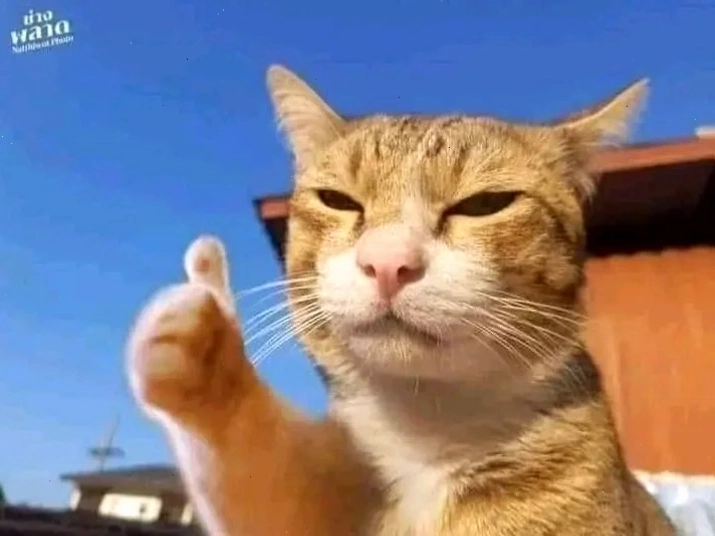 Mèo đáng yêu meme mèo hạnh phúc với đôi mắt tròn