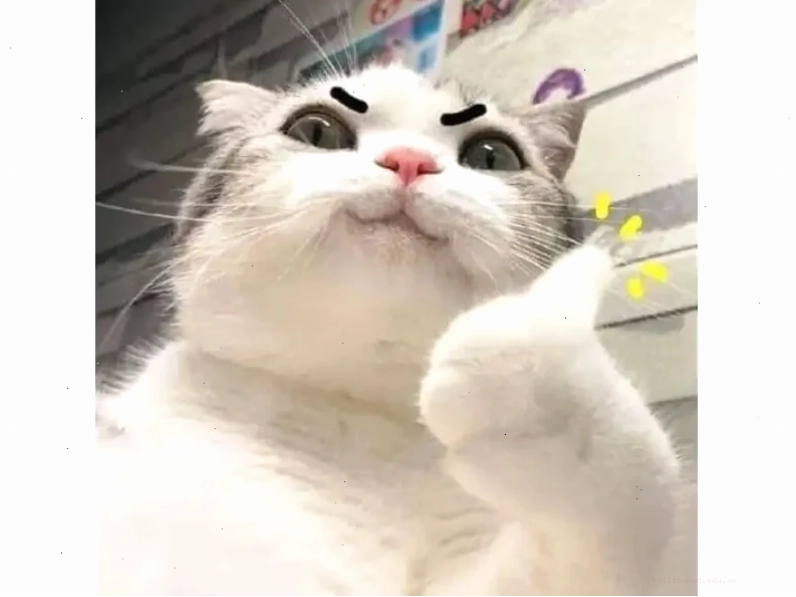 Mèo cười hạnh phúc meme mèo hạnh phúc vui tươi
