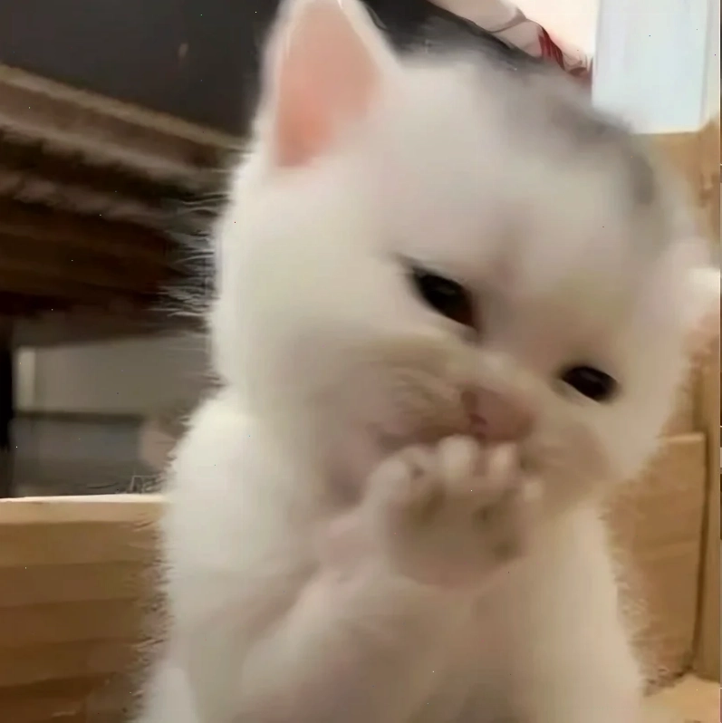 Mèo vươn vai meme mèo hạnh phúc vươn vai