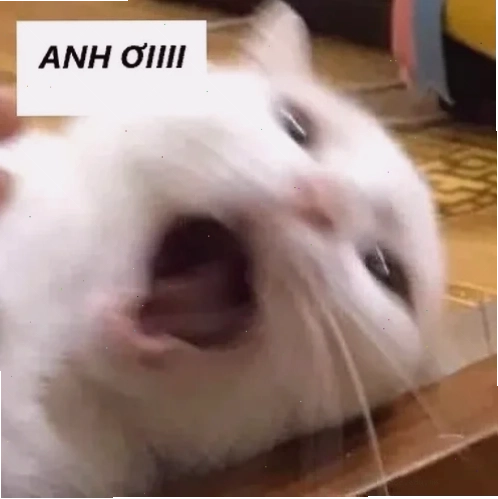 meme mèo hét meme mèo hét