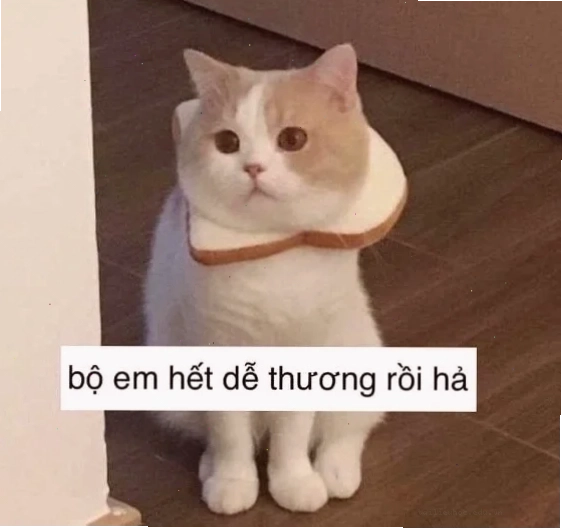 meme mèo hét meme mèo hét