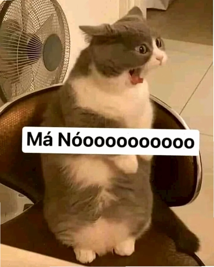 meme mèo hét meme mèo hét