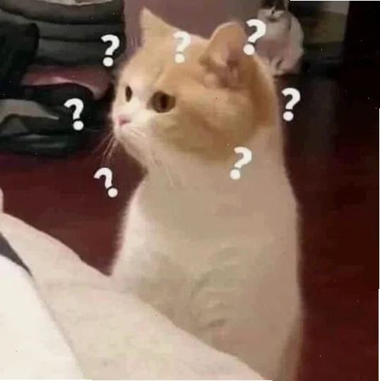 meme mèo hỏi chấm ngơ ngác