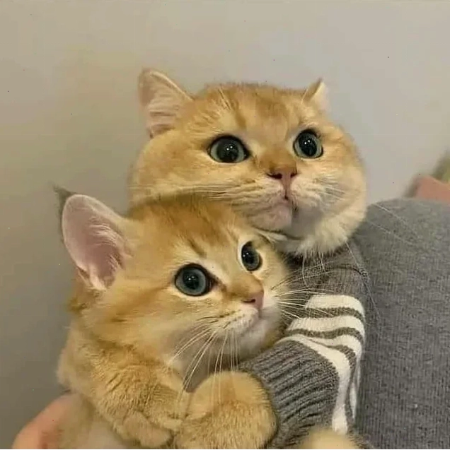 mèo hôn nhau meme mèo hôn nhau chân thực