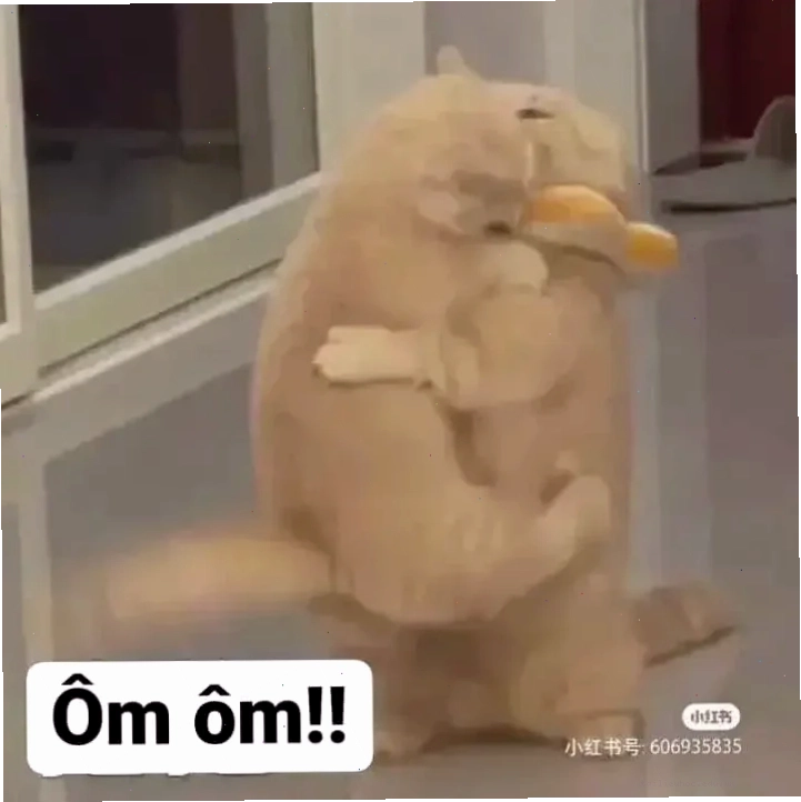 mèo hôn nhau meme mèo hôn nhau đáng yêu