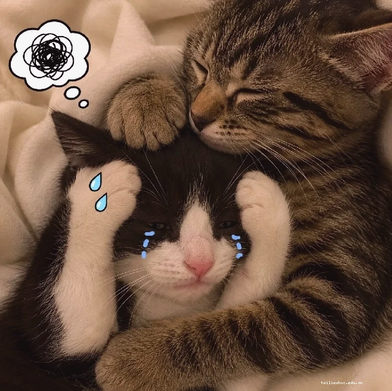 mèo hôn nhau meme mèo hôn nhau lãng mạn