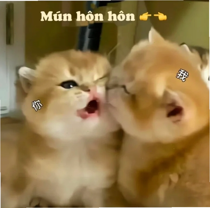 mèo hôn nhau meme mèo hôn nhau tình cảm